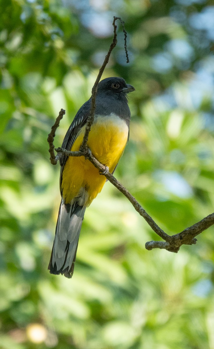 Citreoline Trogon - ML625655991