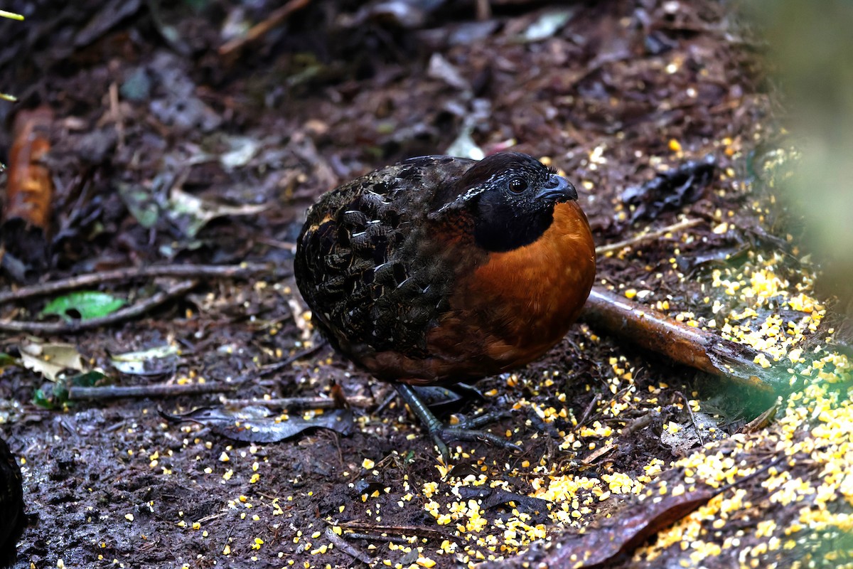 Rufous-breasted Wood-Quail - ML625656006