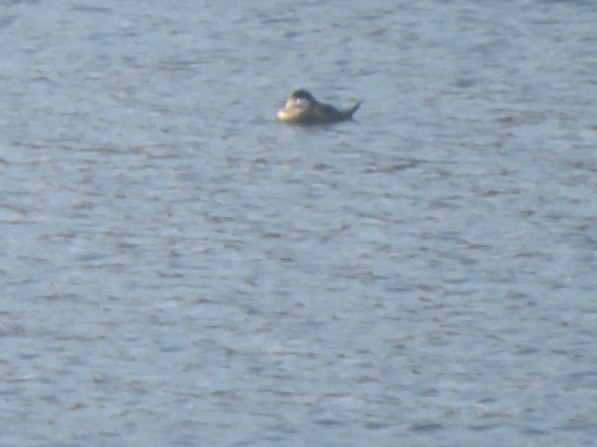 Ruddy Duck - ML625656065