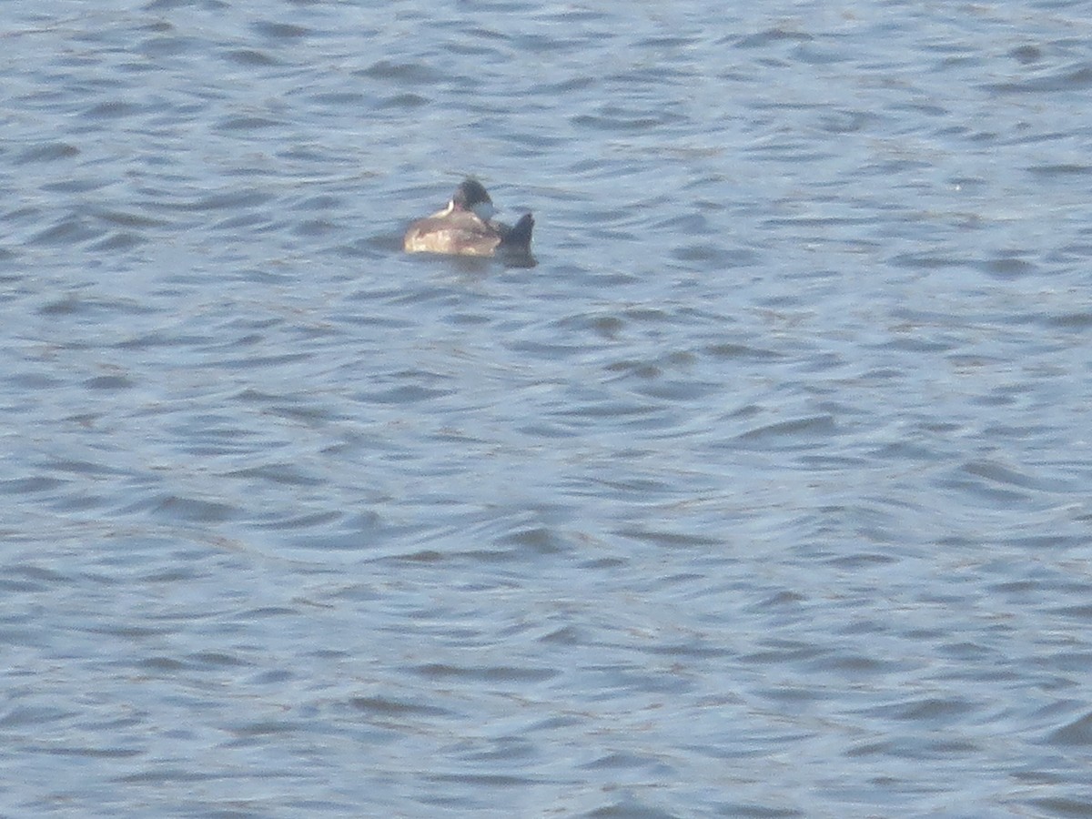 Ruddy Duck - ML625656066