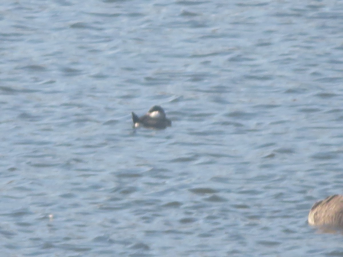 Ruddy Duck - ML625656068