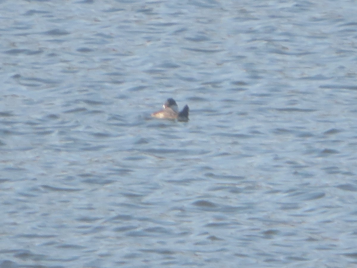 Ruddy Duck - ML625656070