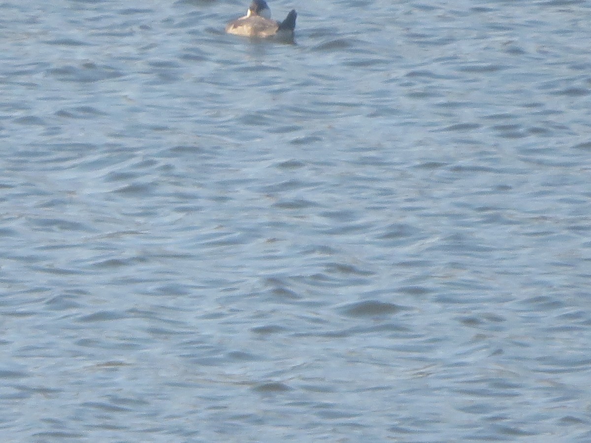 Ruddy Duck - ML625656074