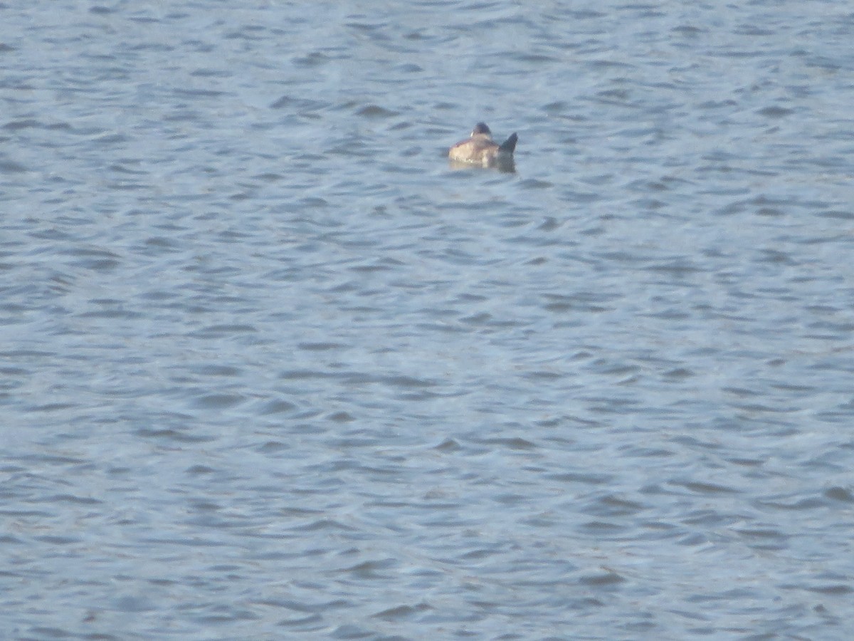 Ruddy Duck - ML625656075