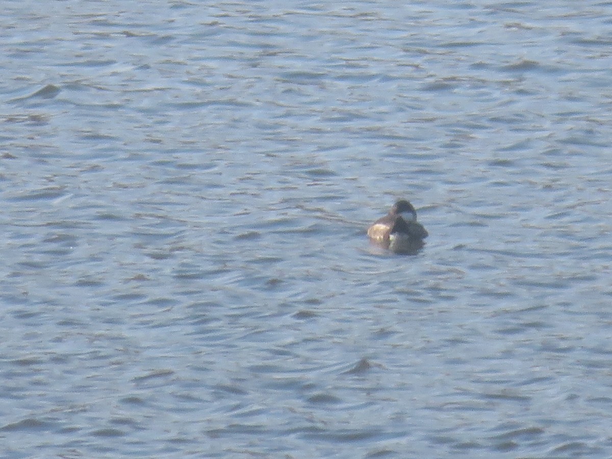 Ruddy Duck - ML625656076