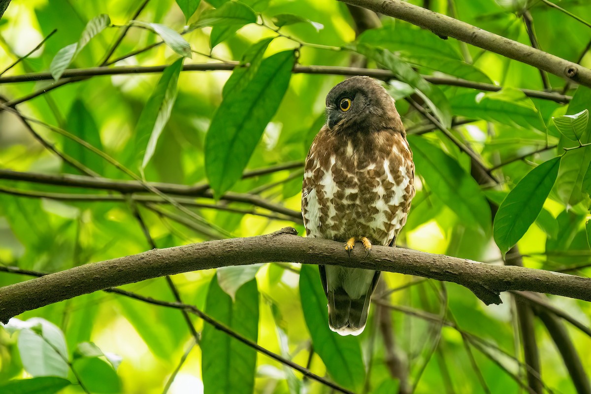 Brown Boobook - ML625656100