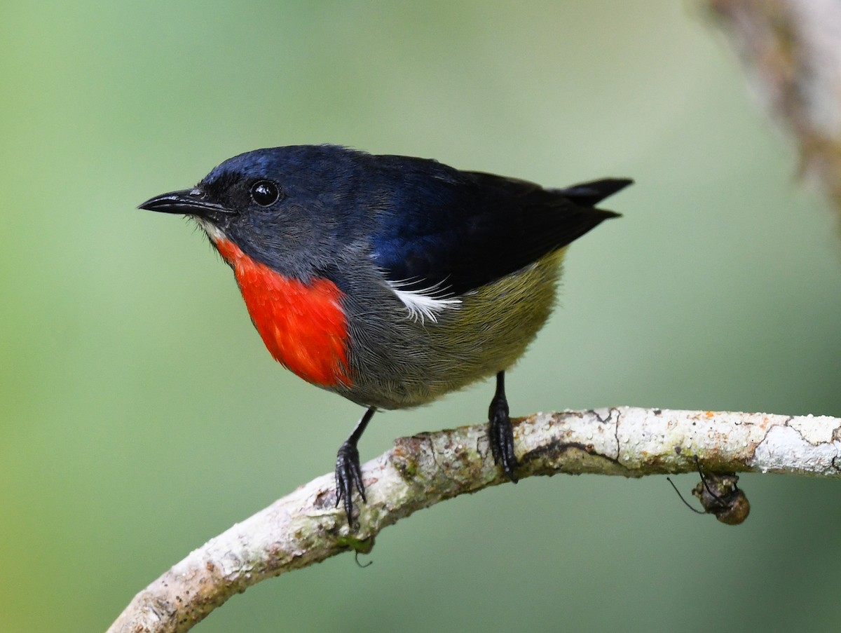 Black-sided Flowerpecker - ML625656459