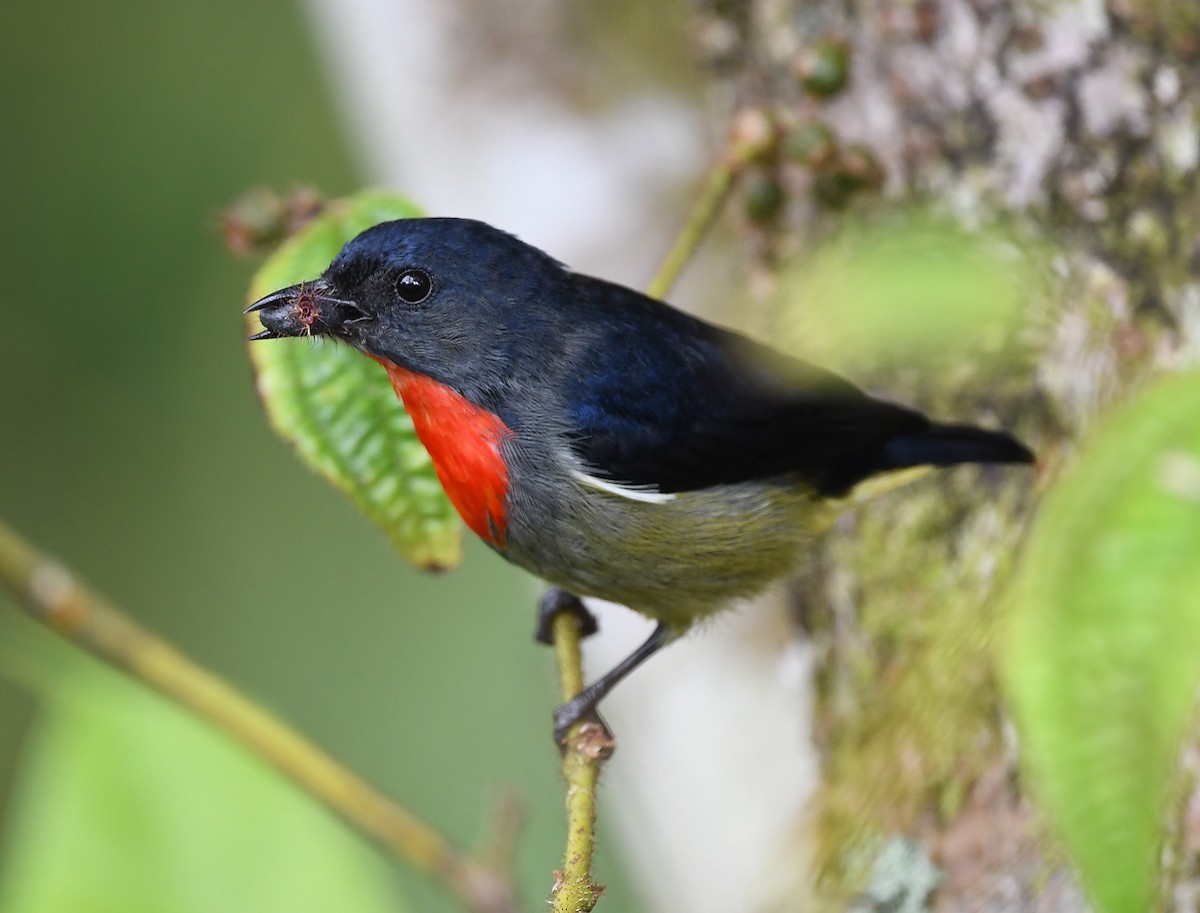 Black-sided Flowerpecker - ML625656461