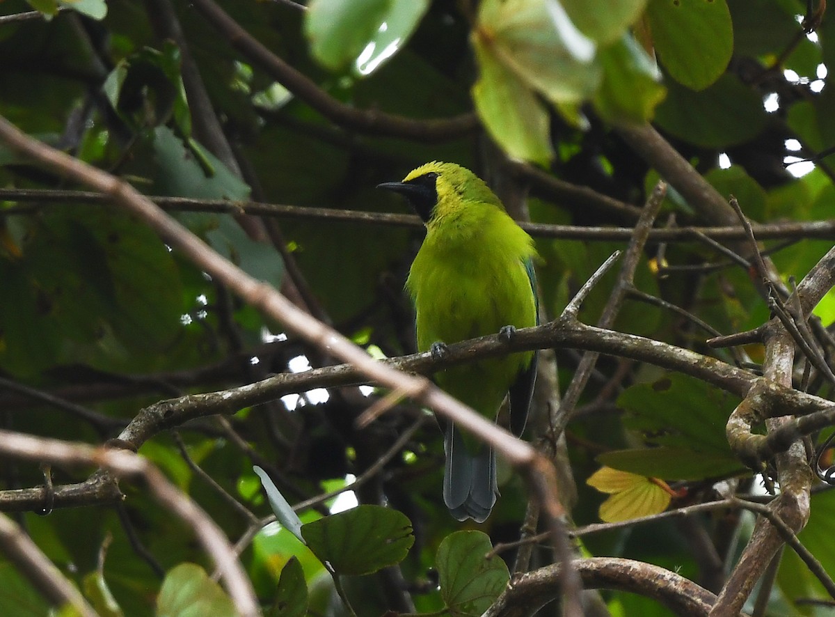 Bornean Leafbird - ML625656524