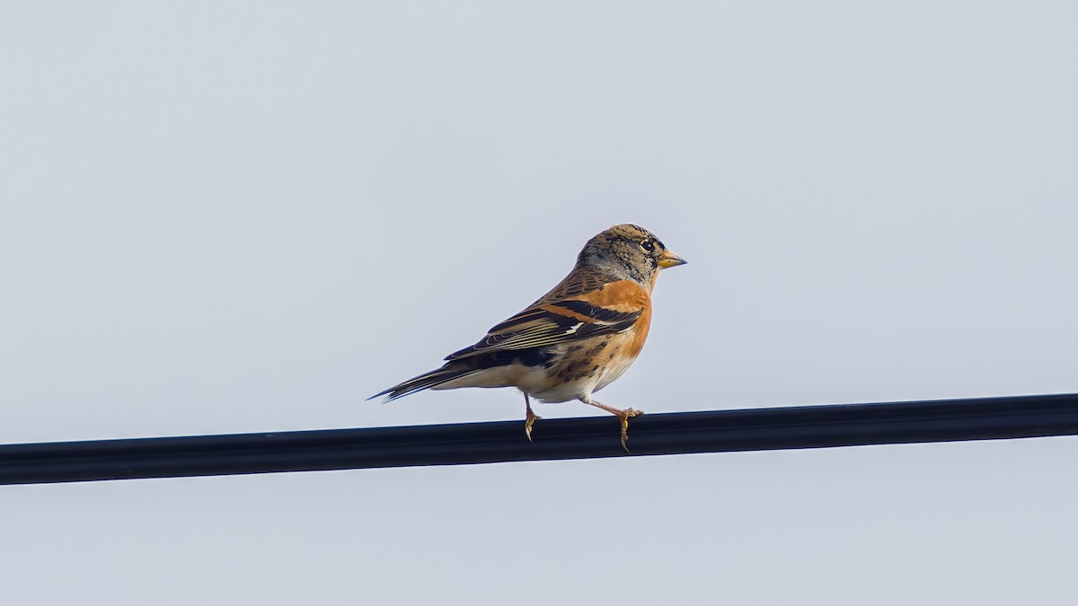 Brambling - ML625656667