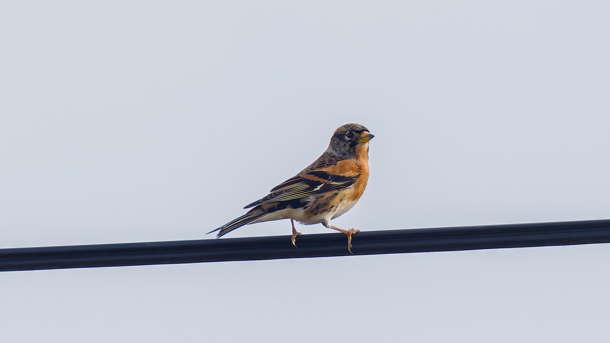 Brambling - ML625656670