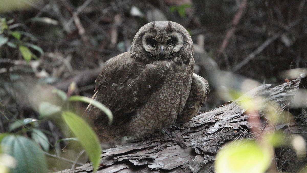 Hibou du Cap - ML625656804