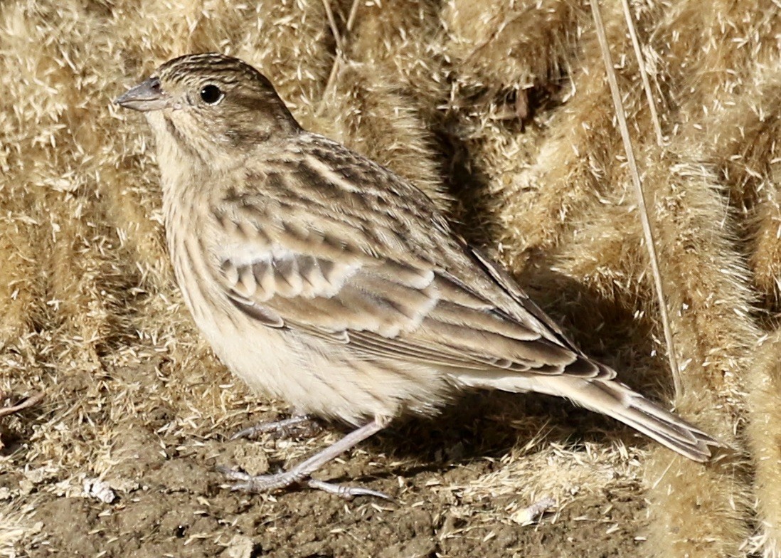 Chestnut-collared Longspur - ML625656849