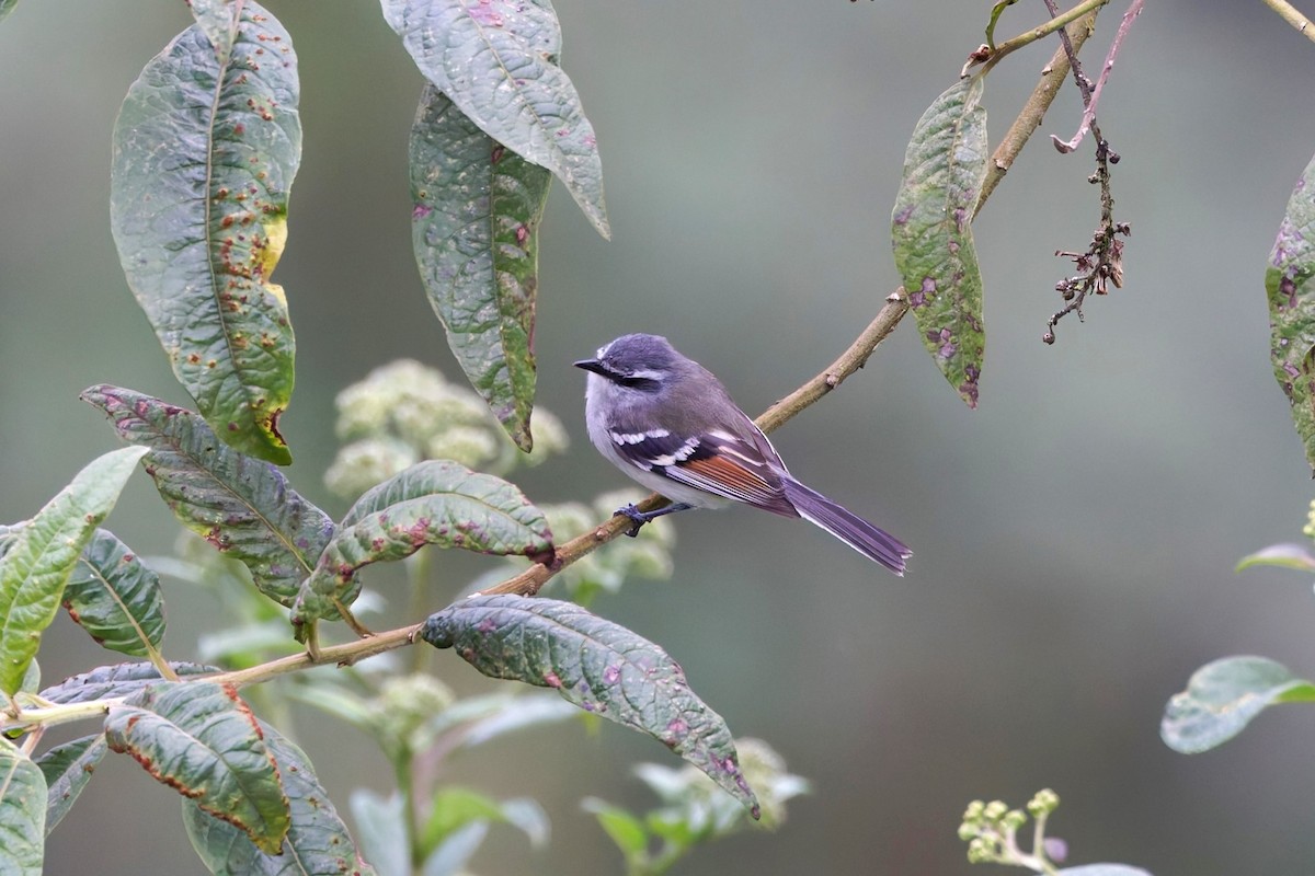 Rufous-winged Tyrannulet - ML625656853