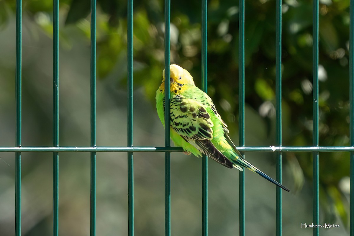 Budgerigar - ML625657016
