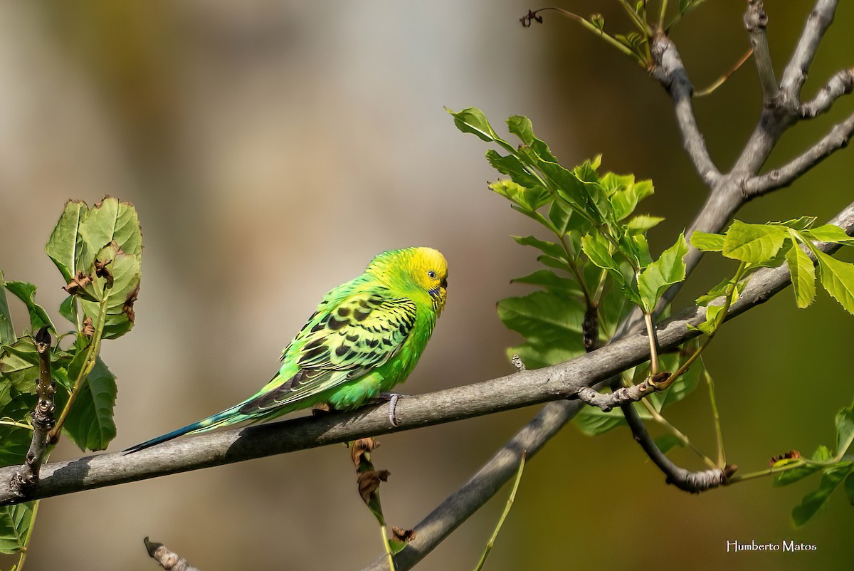 Budgerigar - ML625657017