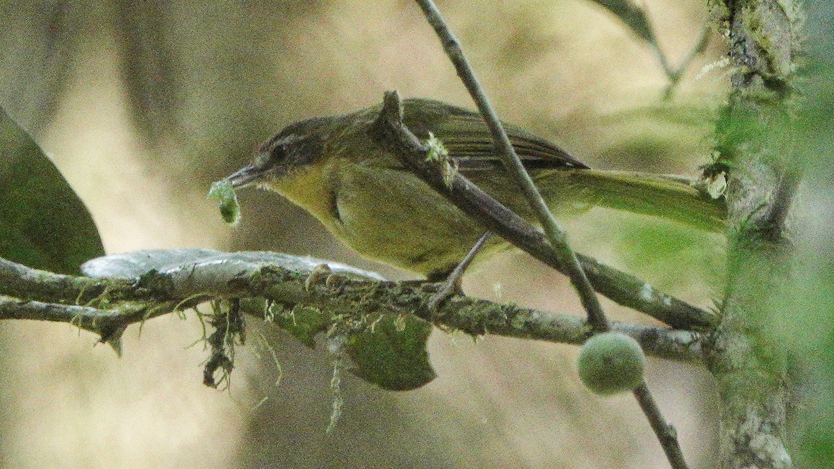 Wedge-tailed Jery - ML625657035