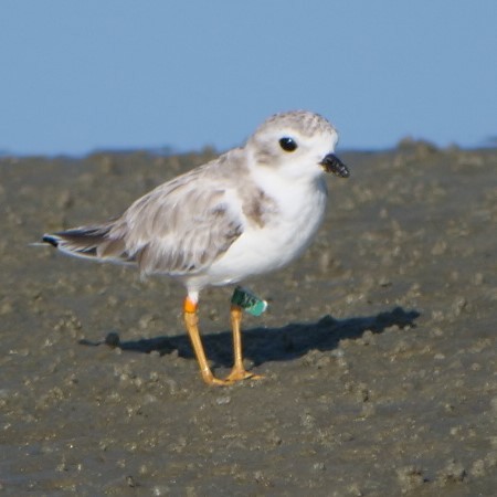 Piping Plover - ML625657058