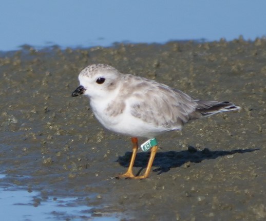 Piping Plover - ML625657088