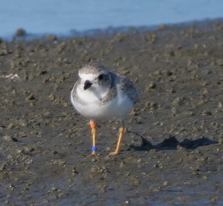 Piping Plover - ML625657089