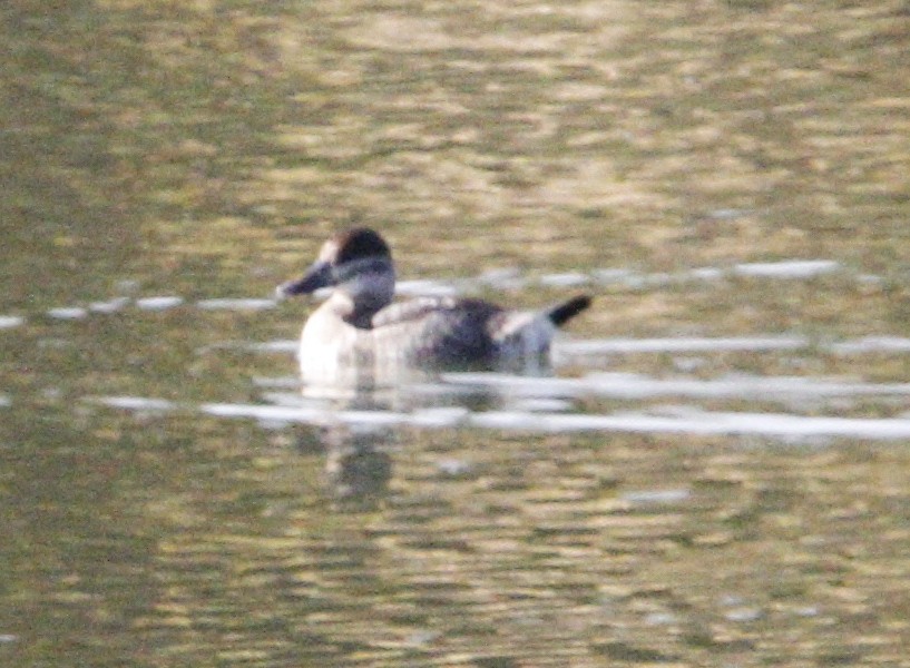 Ruddy Duck - ML625657107