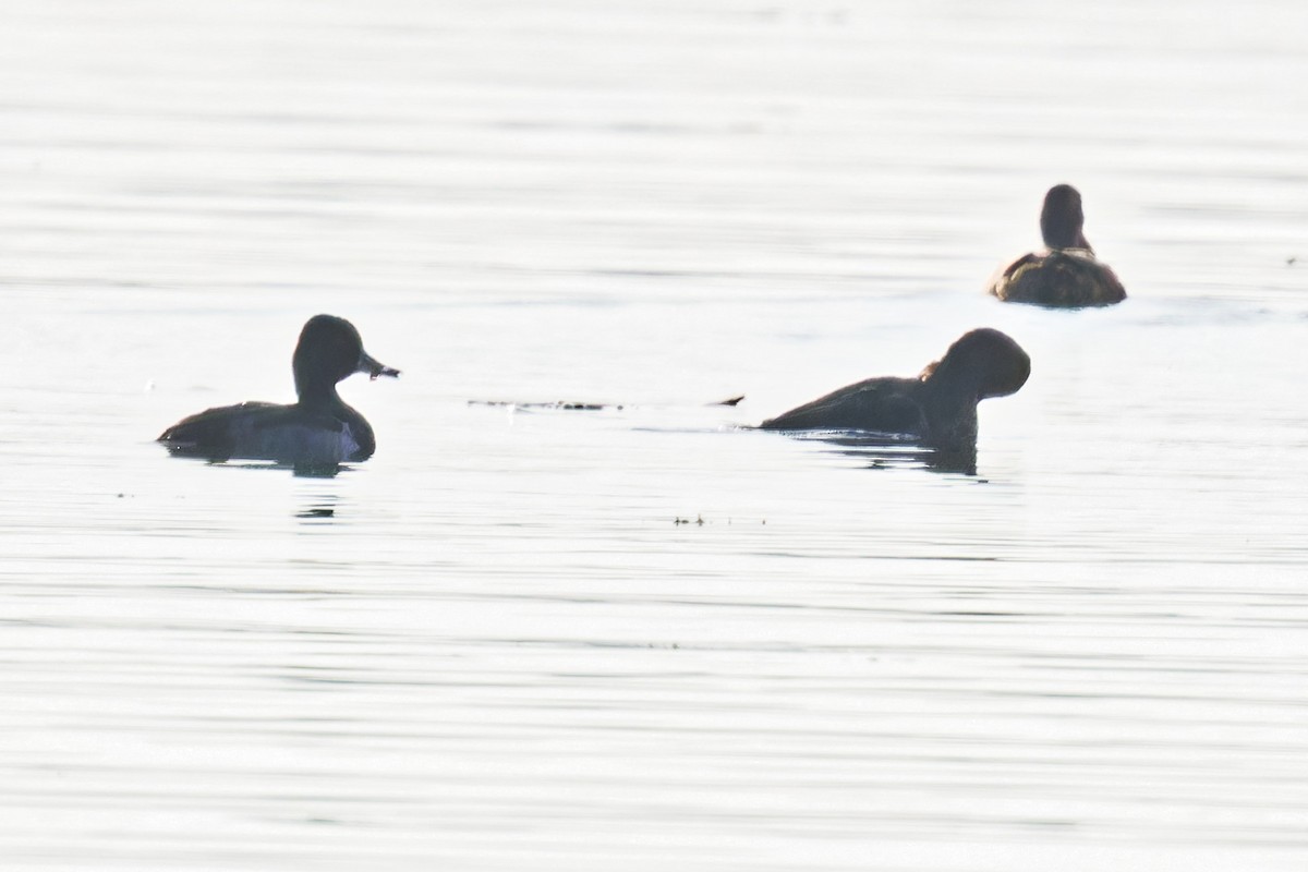 Ring-necked Duck - ML625657109