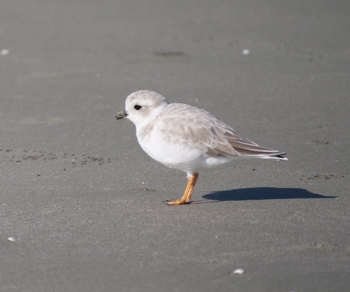 Piping Plover - ML625657171