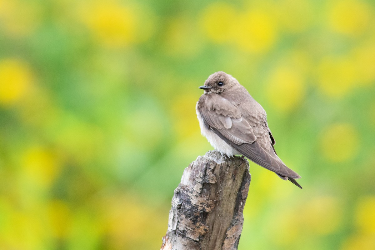 Northern Rough-winged Swallow - ML625657228