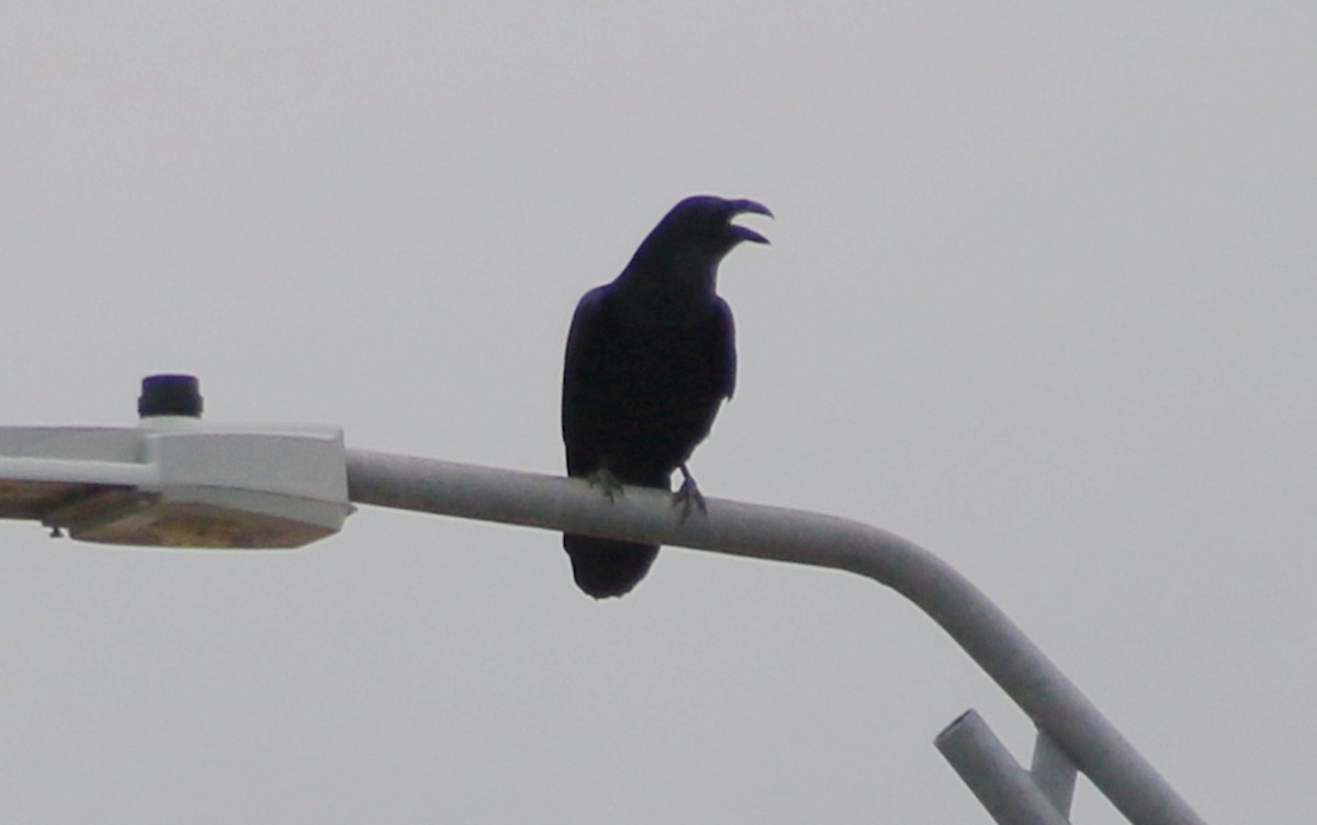 Grand Corbeau - ML625657287