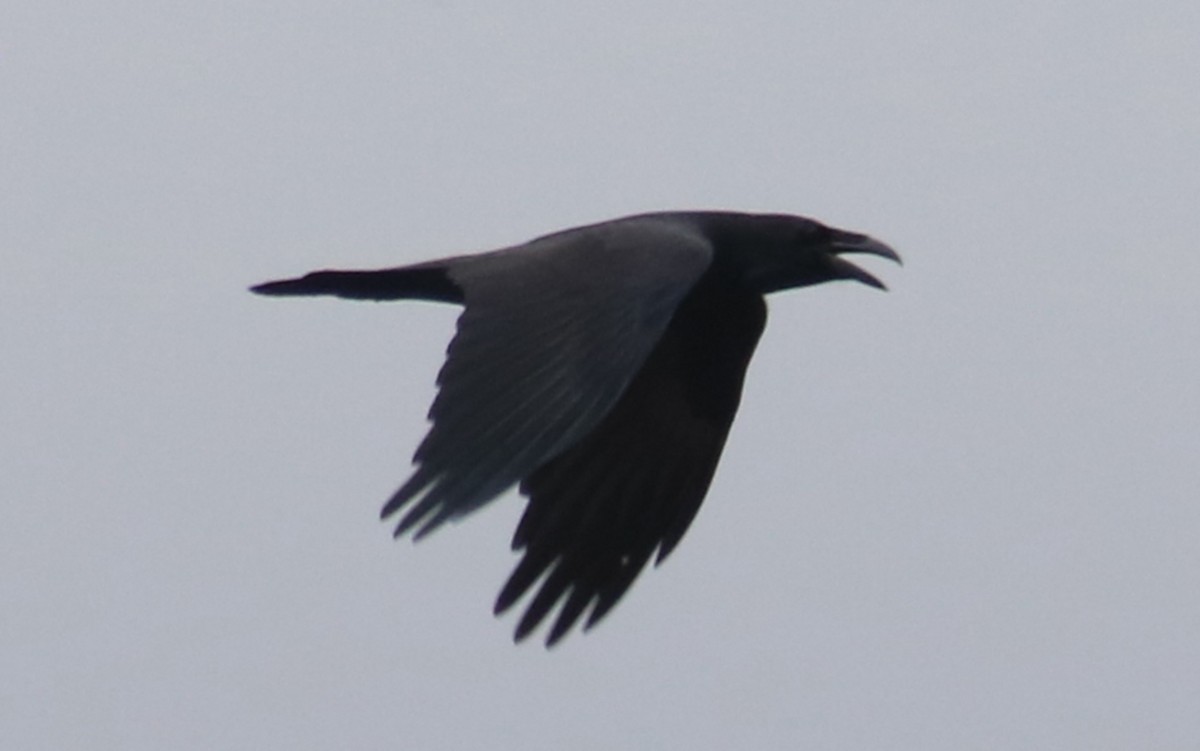 Grand Corbeau - ML625657288