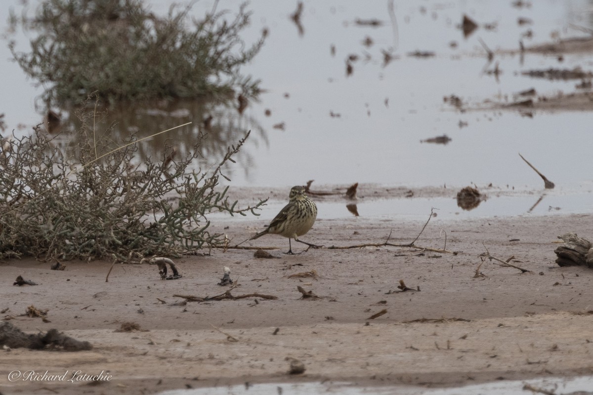 American Pipit - ML625657403