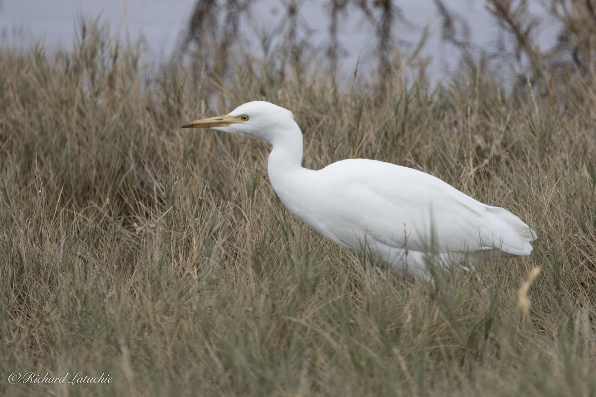 Western Cattle-Egret - ML625657405