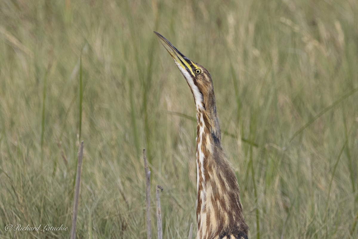 American Bittern - ML625657411