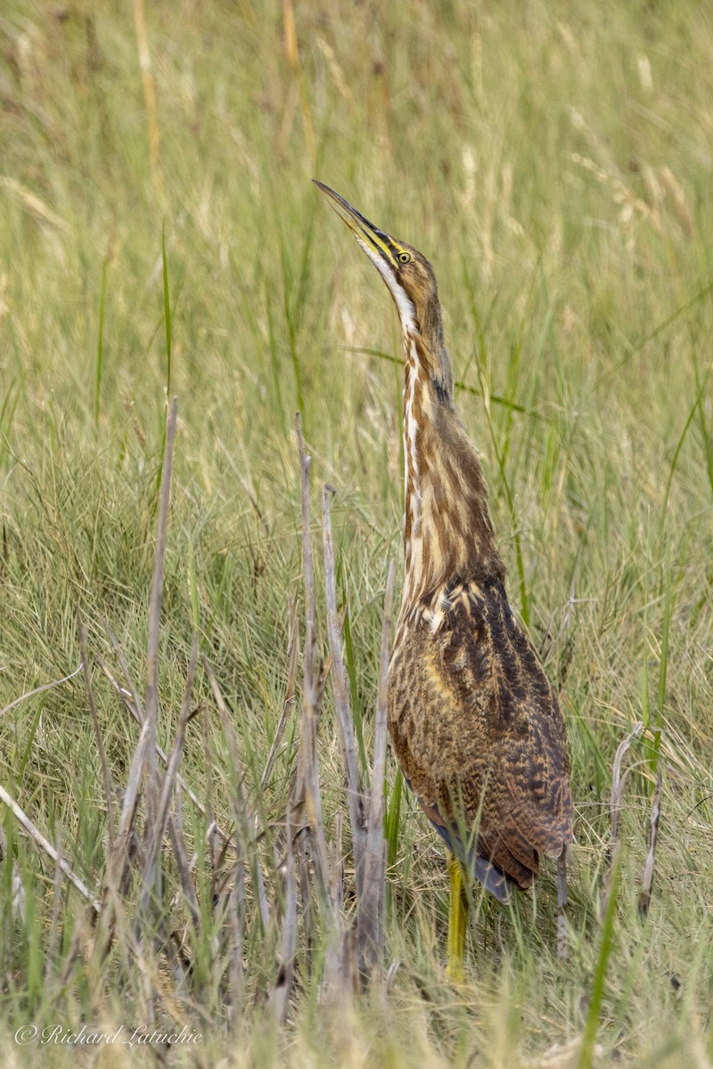 American Bittern - ML625657412