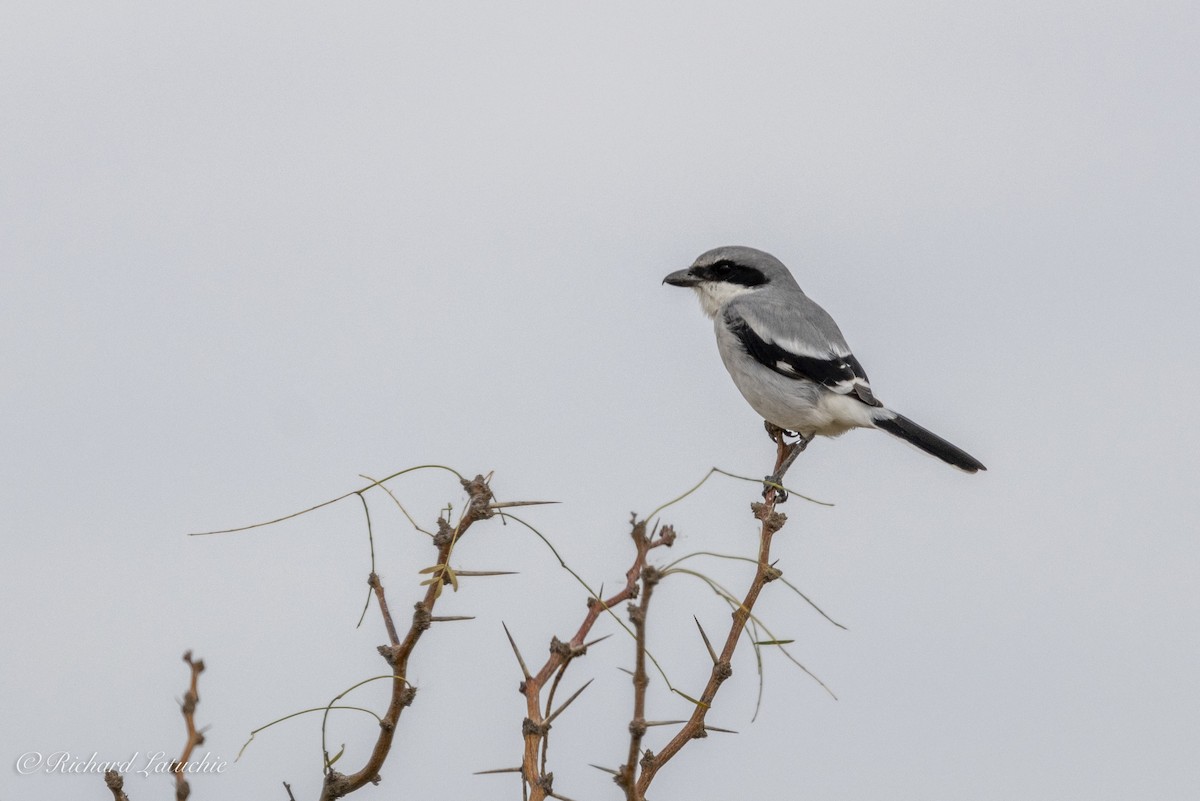 Loggerhead Shrike - ML625657428