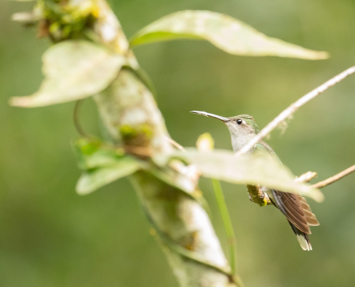 Gray-breasted Sabrewing (obscurus) - ML625657640