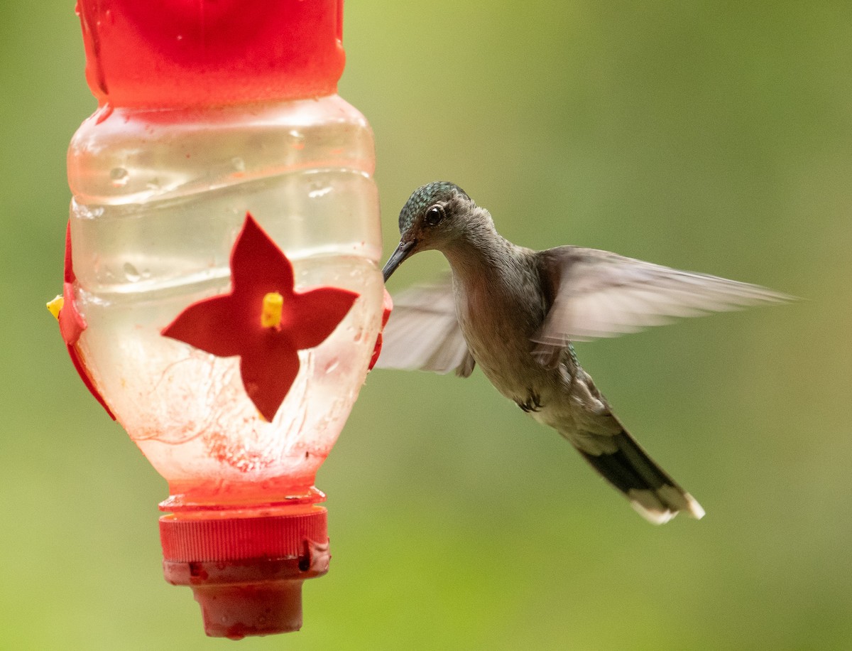Gray-breasted Sabrewing (obscurus) - ML625657641