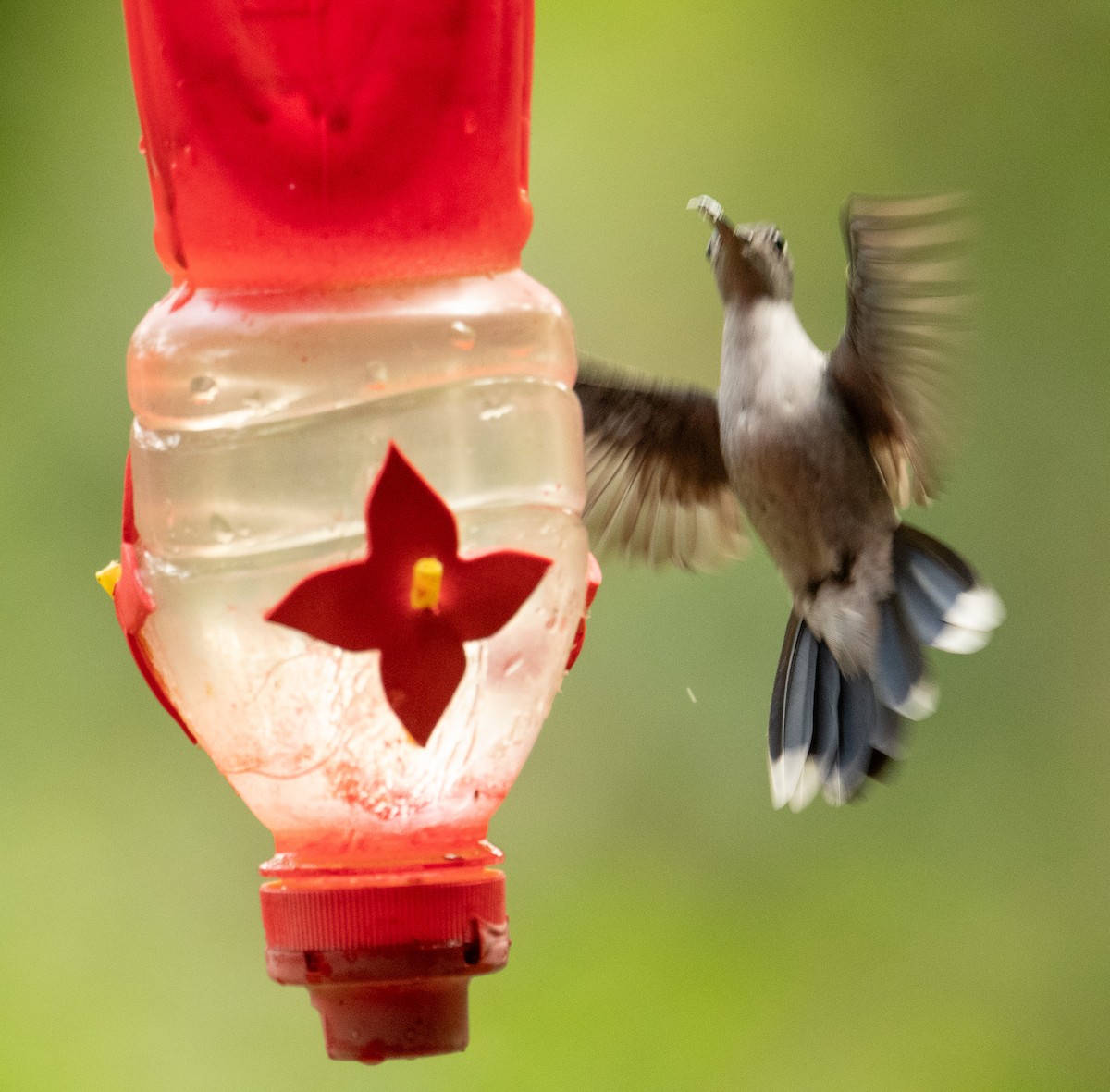 Gray-breasted Sabrewing (obscurus) - ML625657643