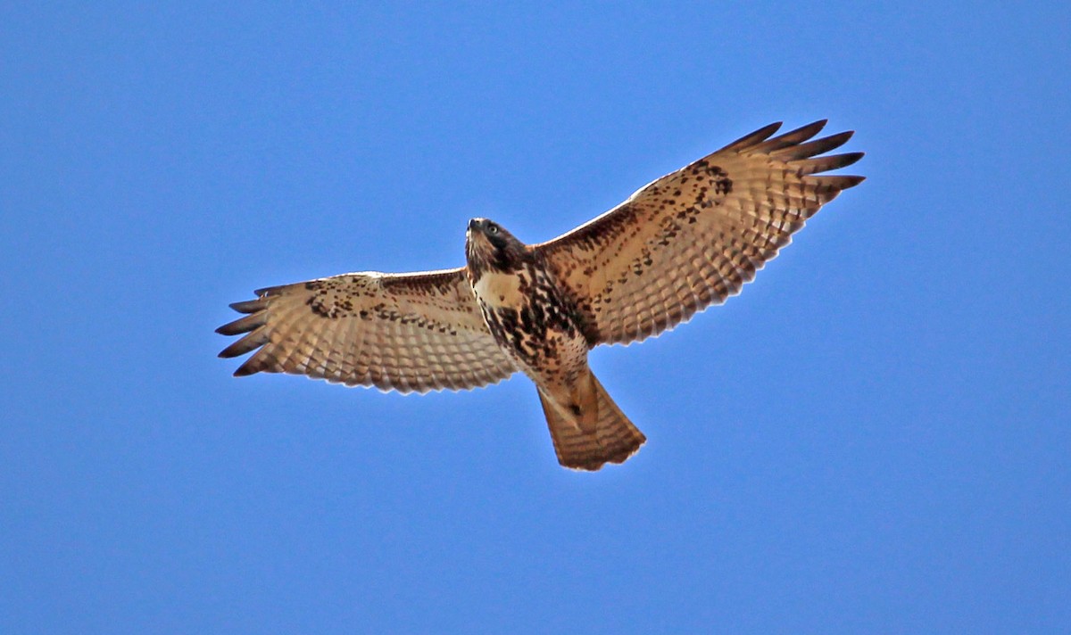 Red-tailed Hawk (borealis) - ML625657692