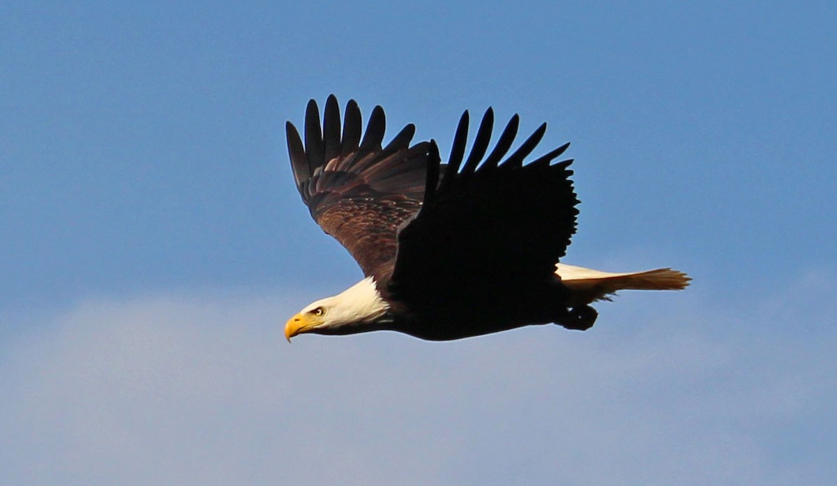 Bald Eagle - ML625657698