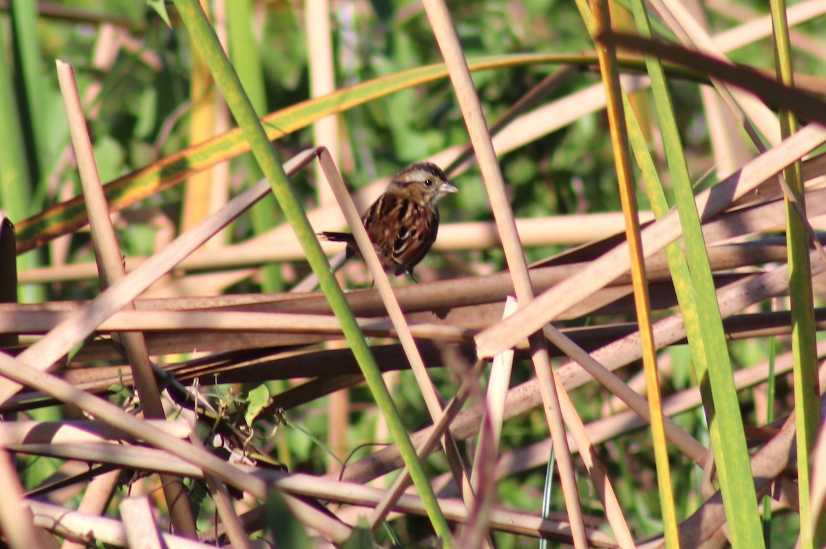 Swamp Sparrow - ML625657705