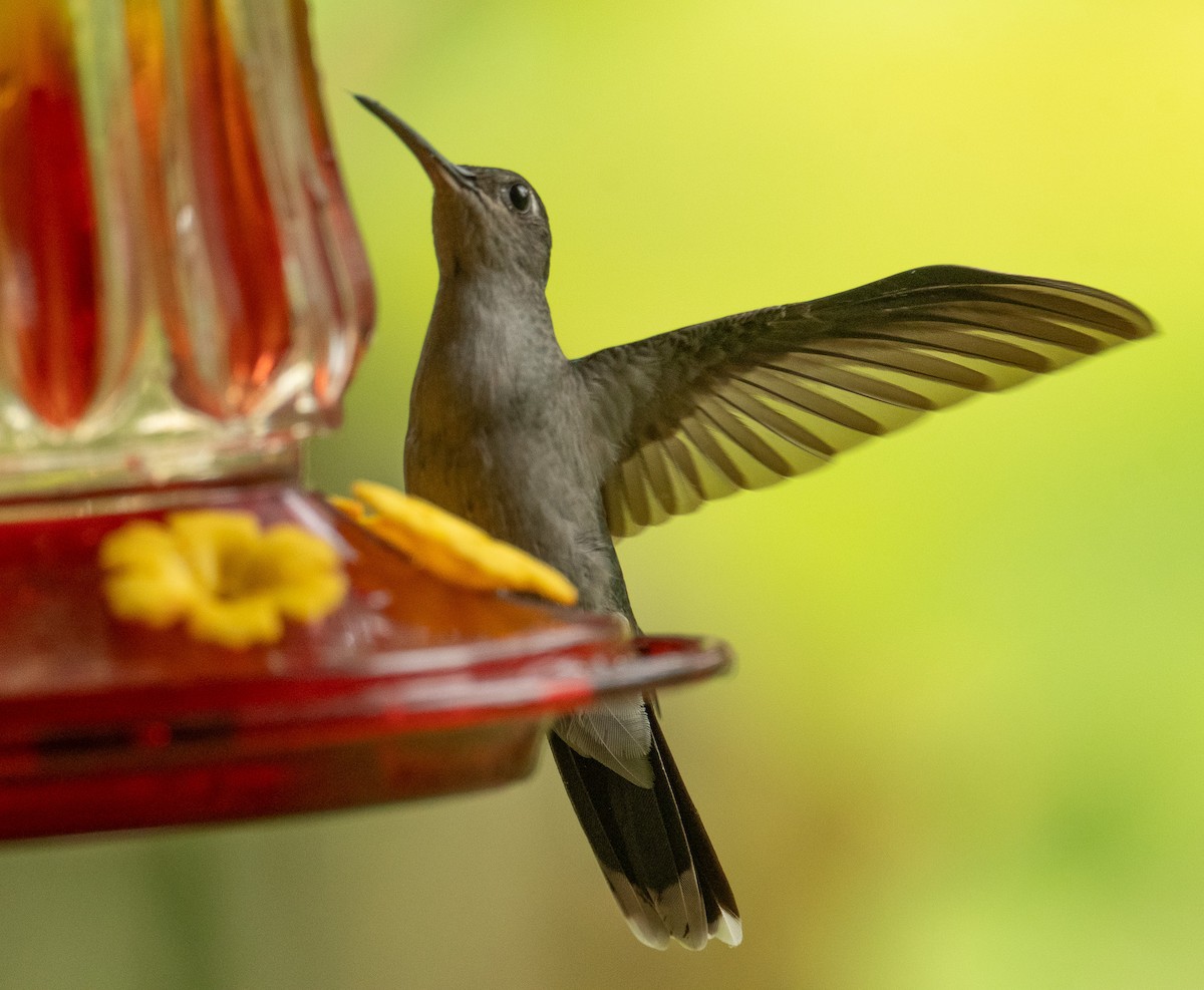 Gray-breasted Sabrewing (obscurus) - ML625657721