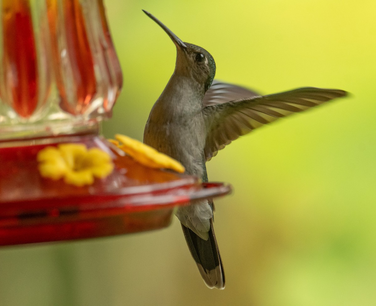 Gray-breasted Sabrewing (obscurus) - ML625657722