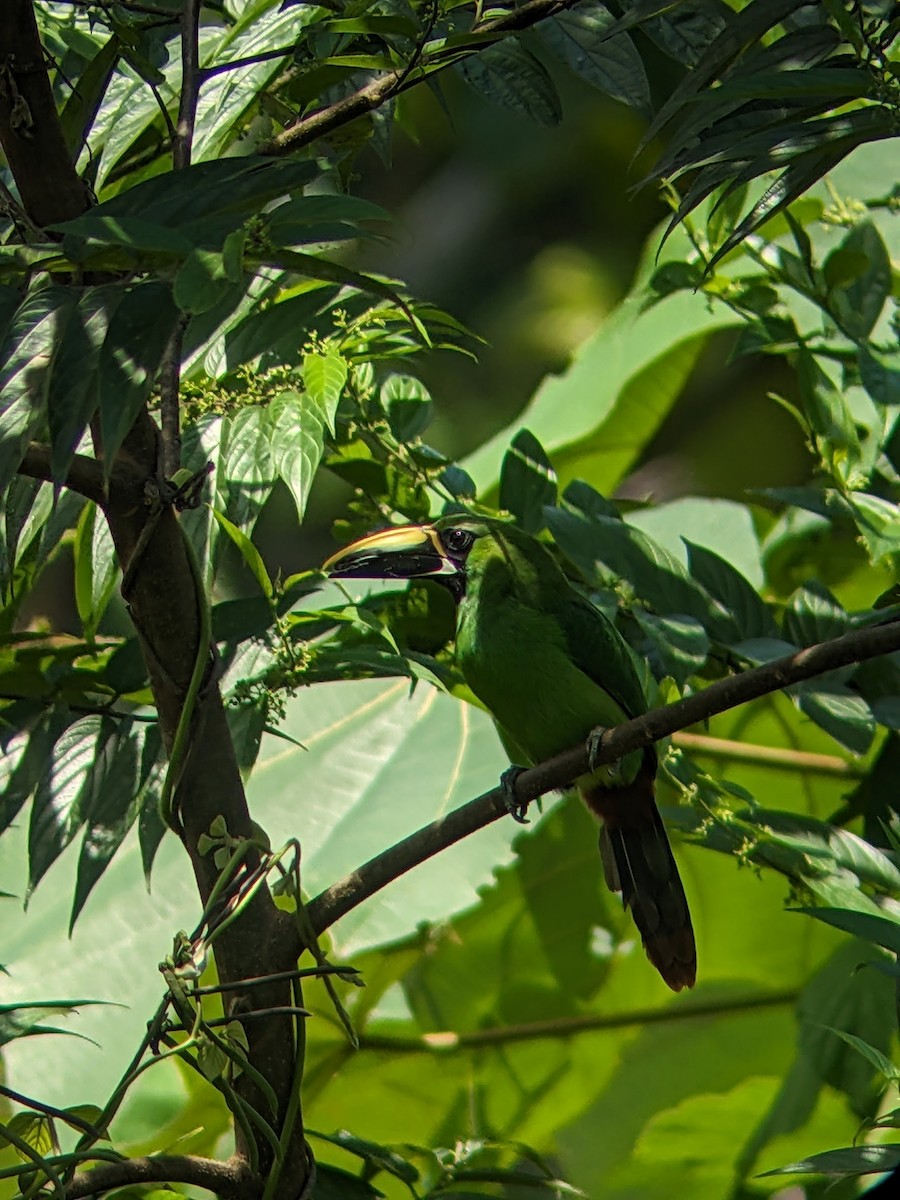 Southern Emerald-Toucanet (Black-throated) - ML625657732