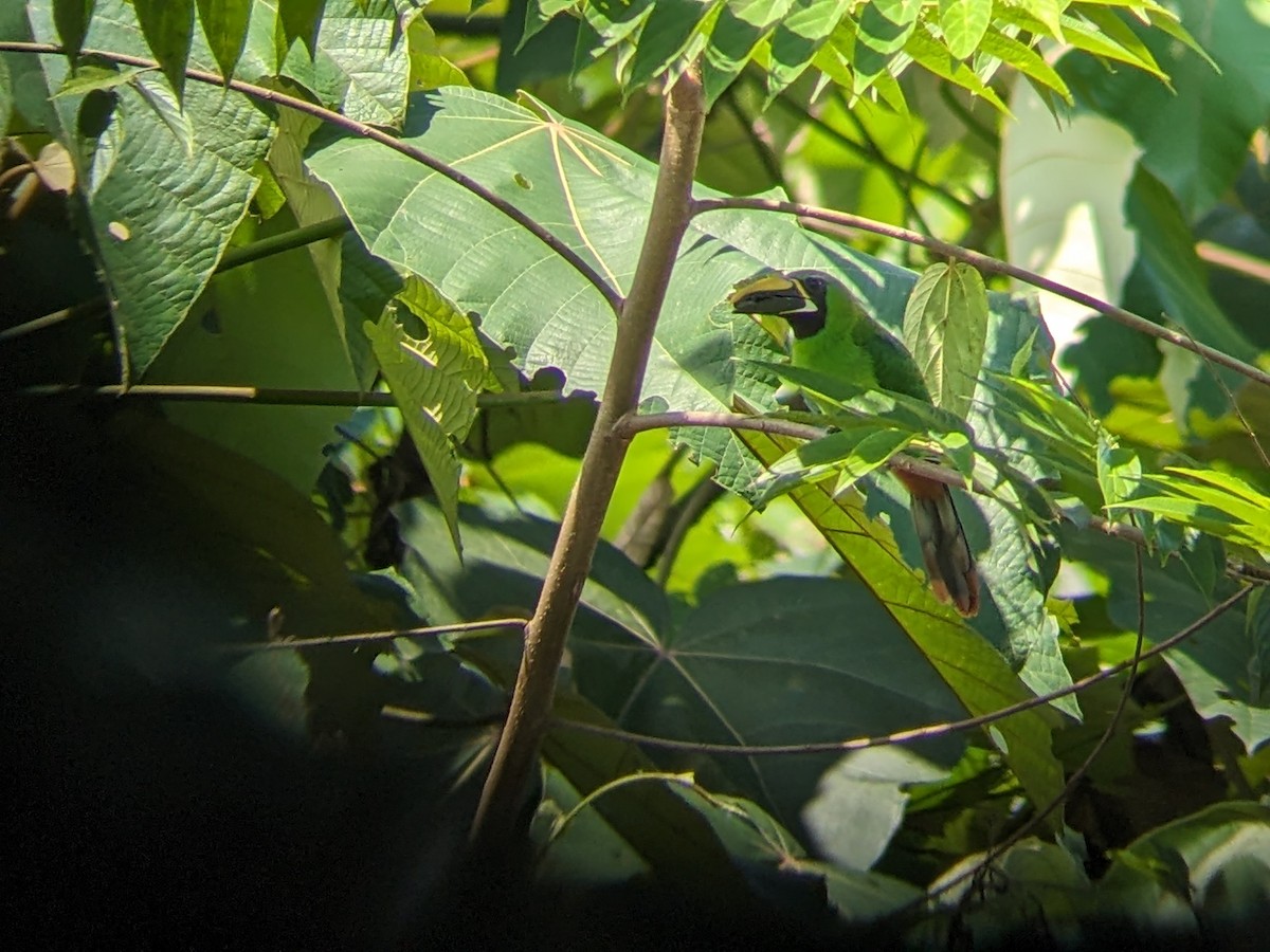 Southern Emerald-Toucanet (Black-throated) - ML625657733