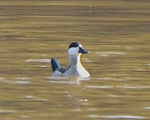 Ruddy Duck - ML625658123