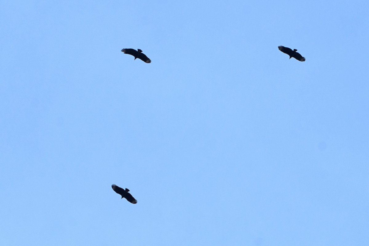 Black Vulture - ML625658144
