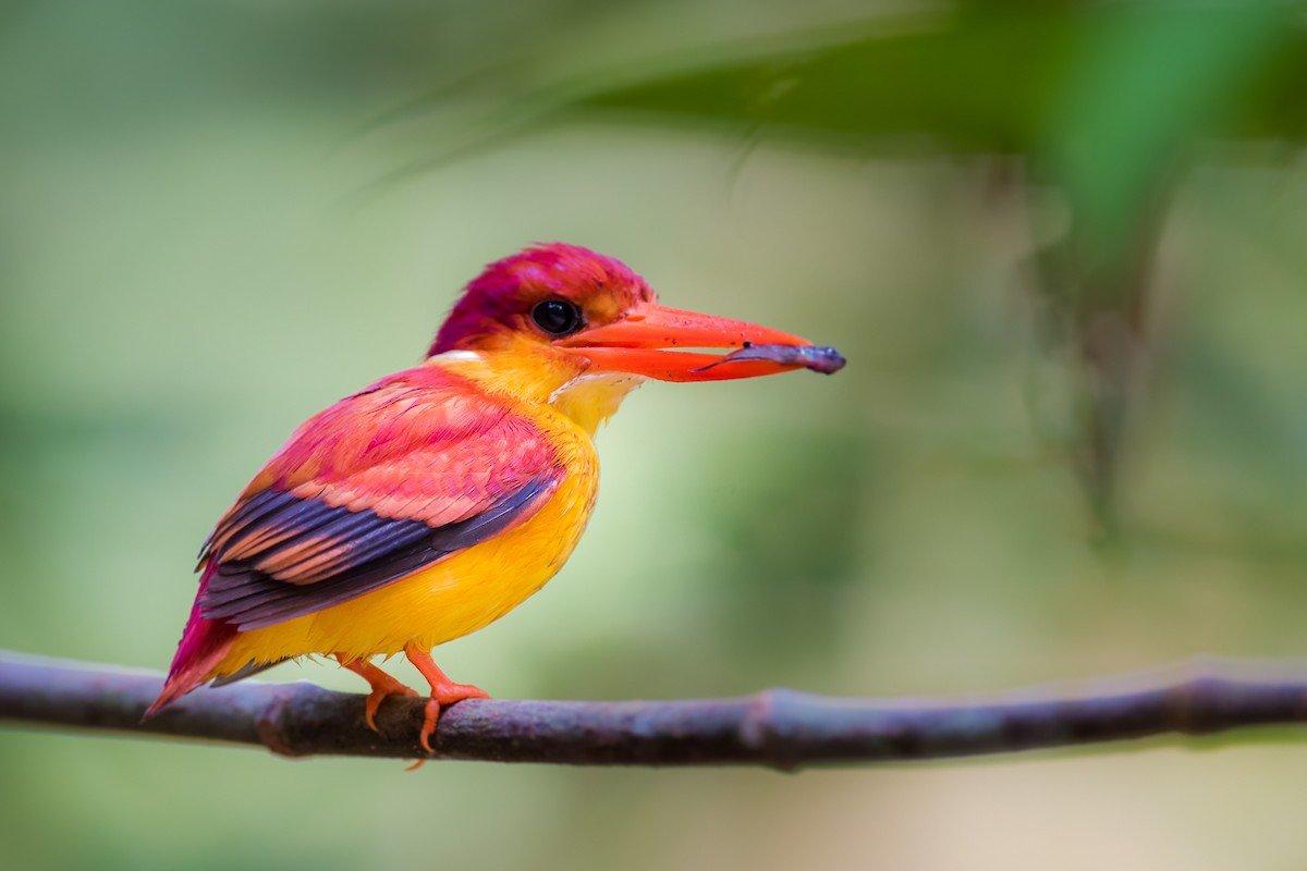 Rufous-backed Dwarf-Kingfisher - Leslie Loh