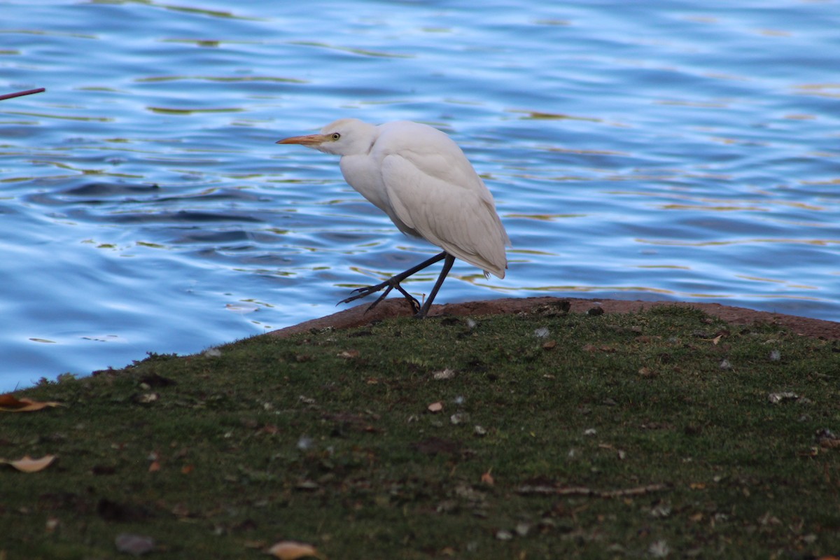 Western Cattle-Egret - ML625658223