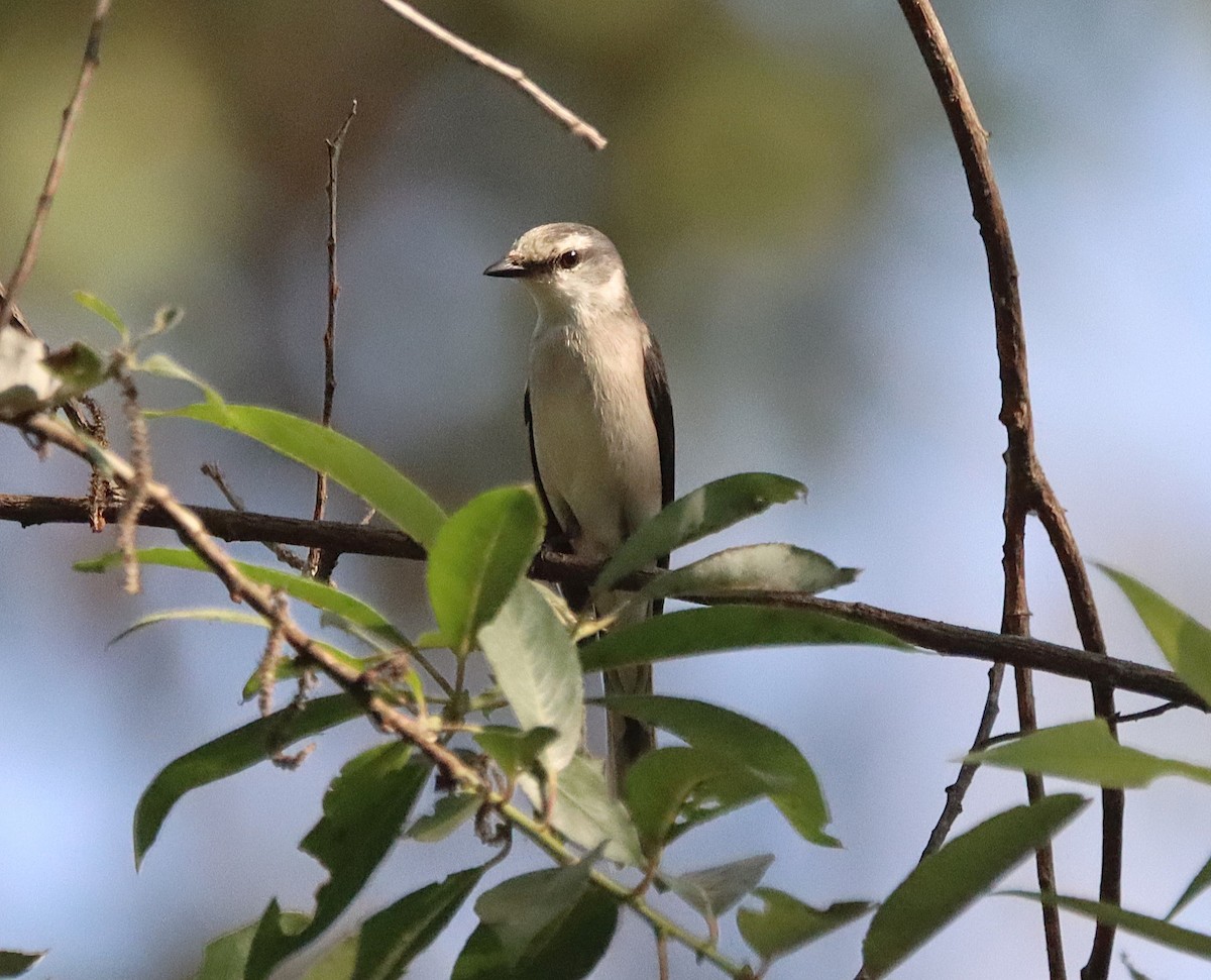 Brown-rumped Minivet - ML625658270